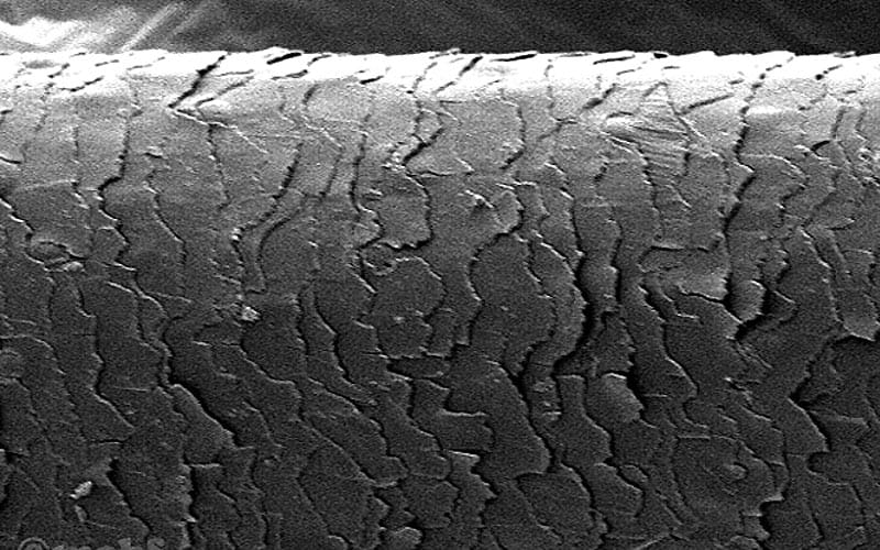 Arcușul și părul de cal